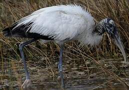 Wood Stork