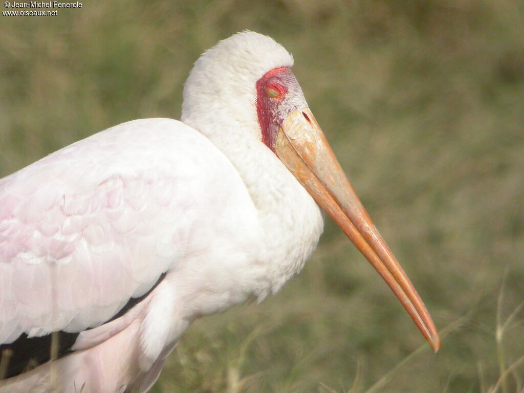 Tantale ibis