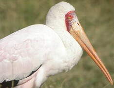 Yellow-billed Stork