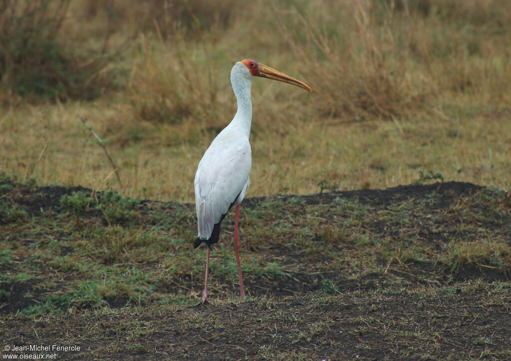 Yellow-billed Stork