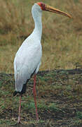 Yellow-billed Stork