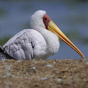 Yellow-billed Stork