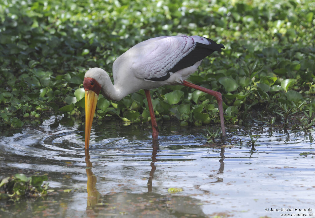 Yellow-billed Stork