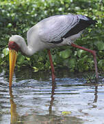 Yellow-billed Stork