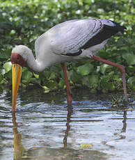 Tantale ibis