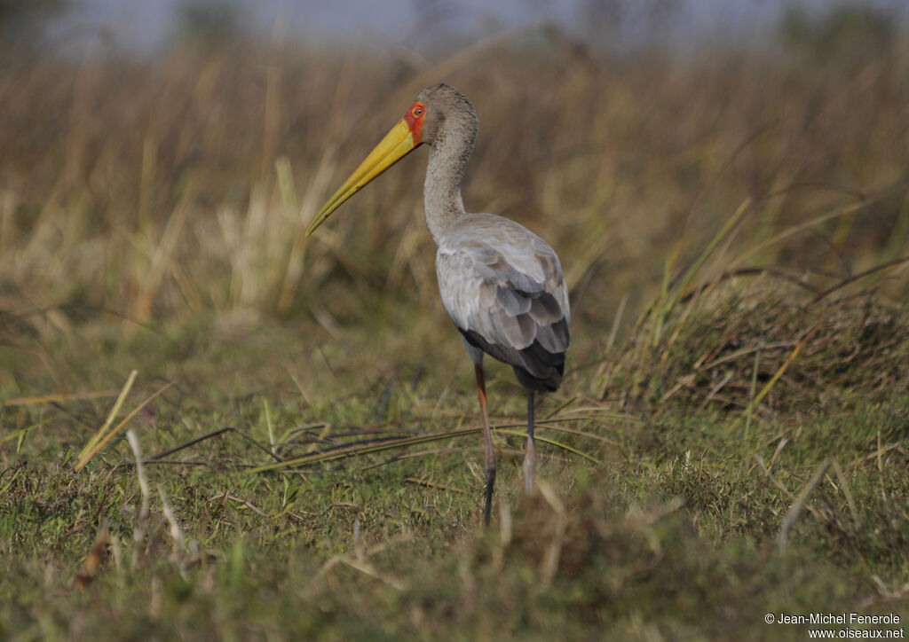 Yellow-billed Stork