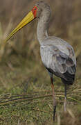 Yellow-billed Stork