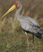 Yellow-billed Stork