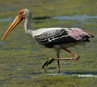 Painted Stork