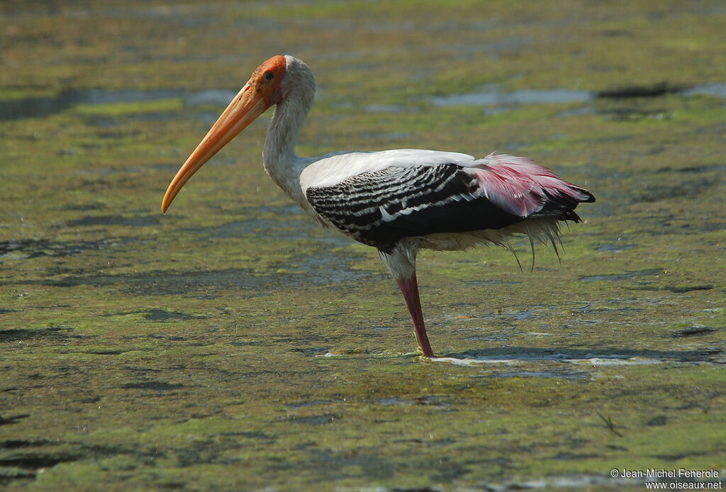 Painted Stork