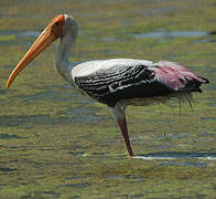 Painted Stork