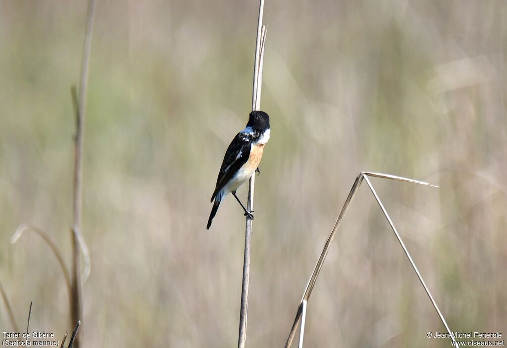 Siberian Stonechat male