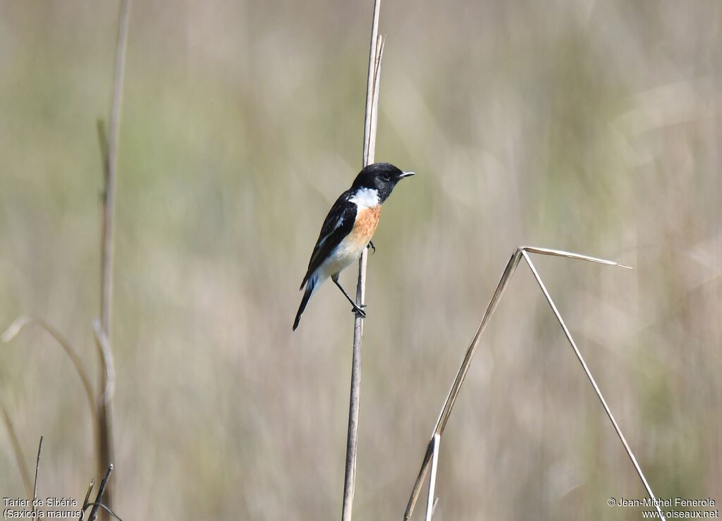 Siberian Stonechat male