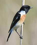 Siberian Stonechat