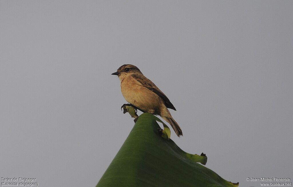 Stejneger's Stonechat