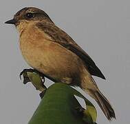 Stejneger's Stonechat