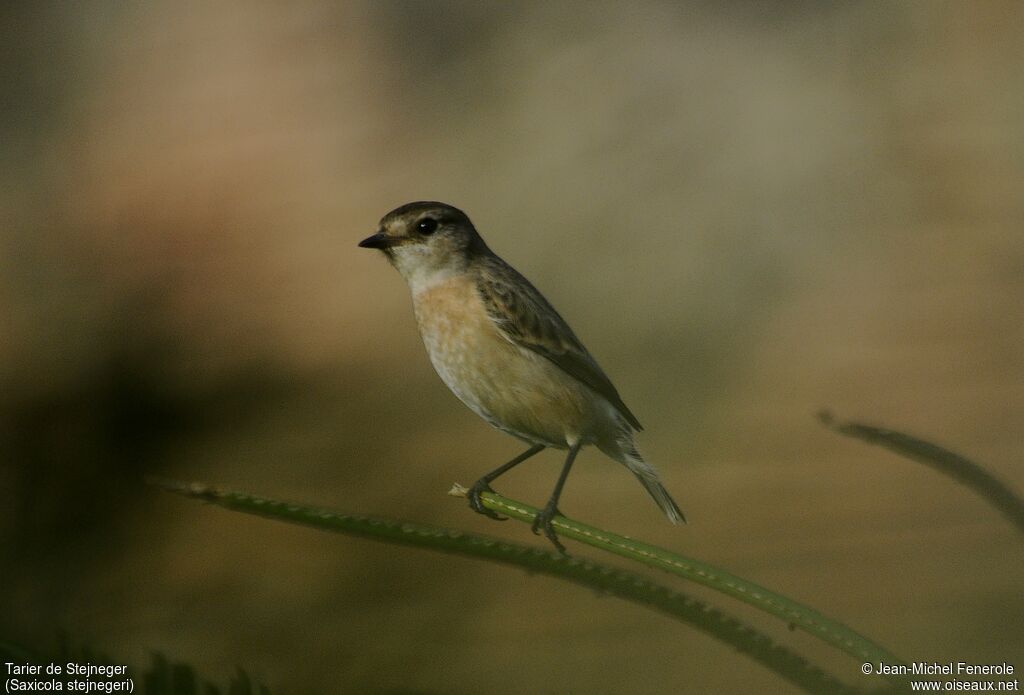 Stejneger's Stonechat