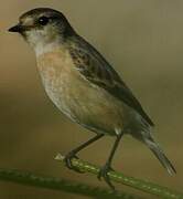 Stejneger's Stonechat