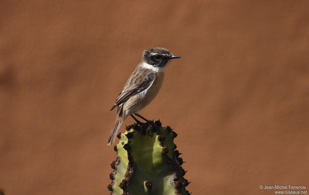 Tarier des Canaries mâle adulte, identification