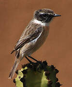 Canary Islands Stonechat