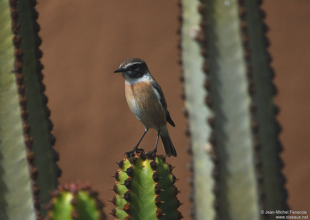 Tarier des Canaries mâle adulte, identification