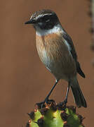 Canary Islands Stonechat