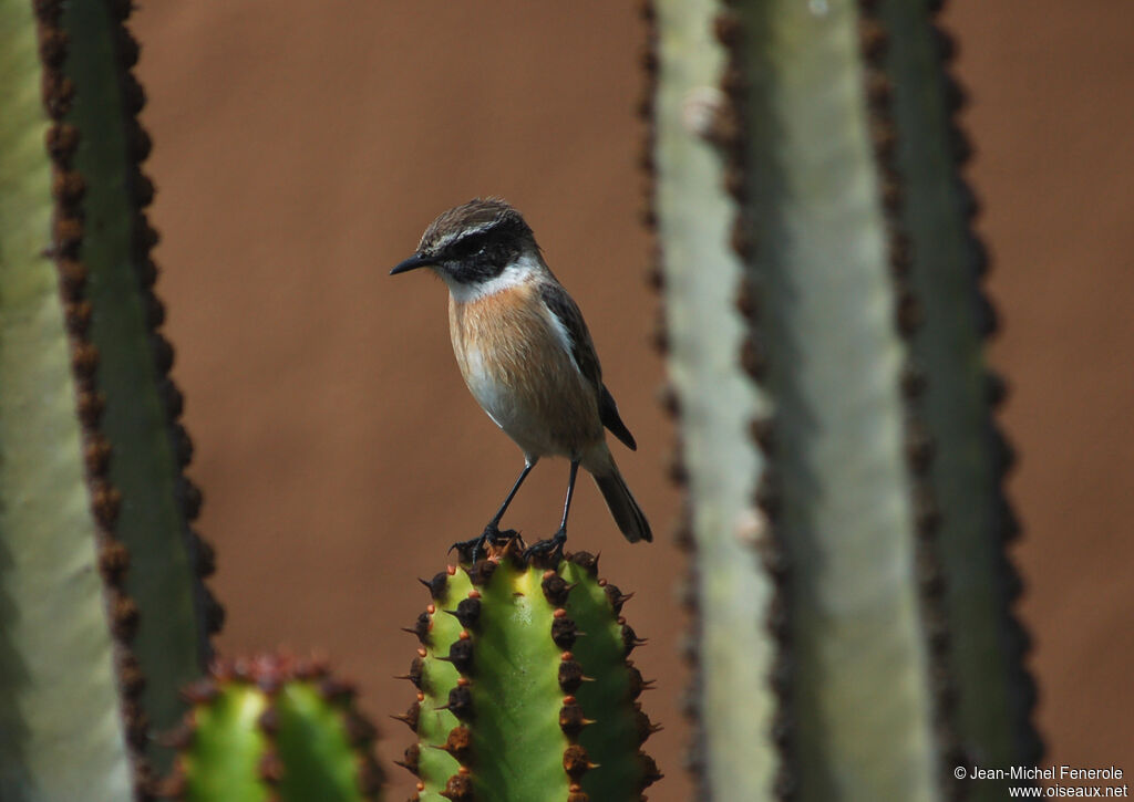 Canary Islands Stonechat male adult, identification