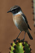 Canary Islands Stonechat