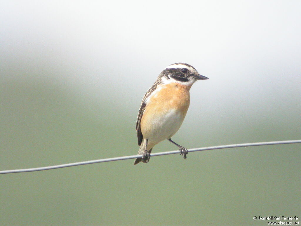 Whinchat