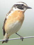 Whinchat