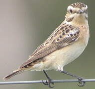 Whinchat