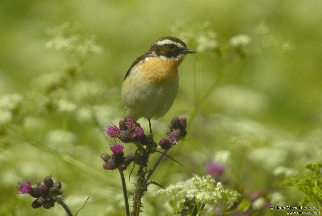 Whinchat male adult