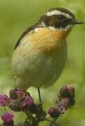 Whinchat