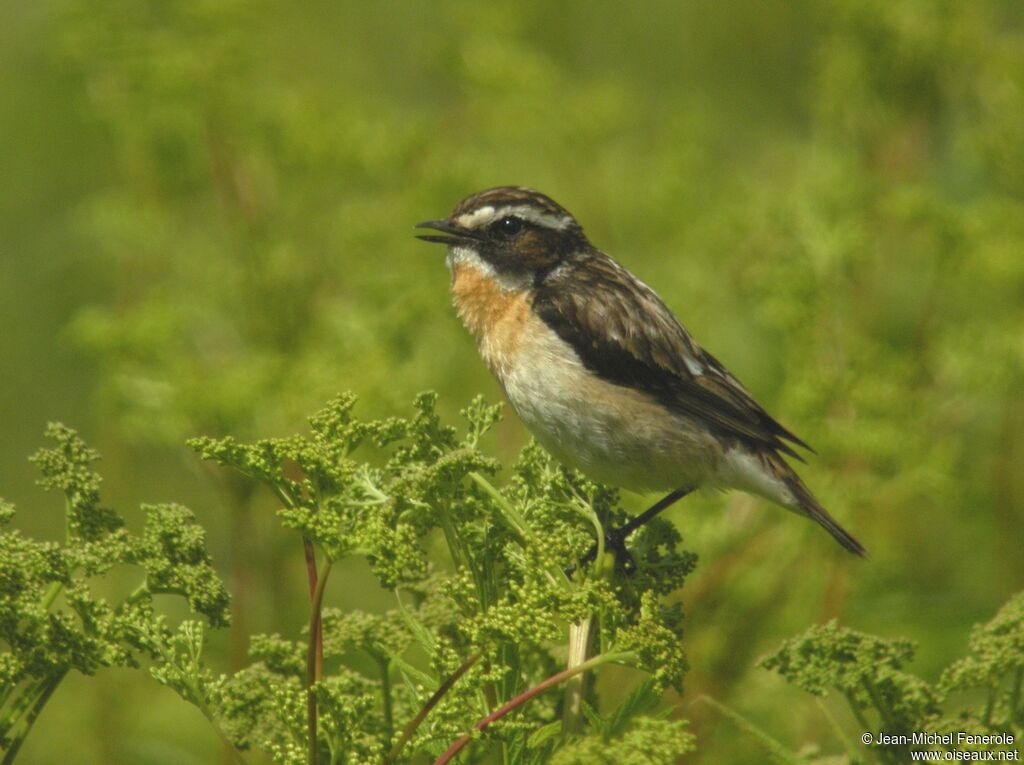 Whinchat male adult