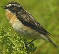 Whinchat