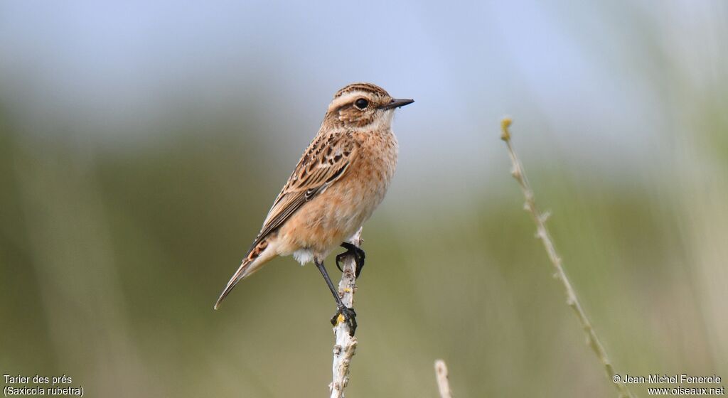 Whinchat