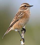 Whinchat