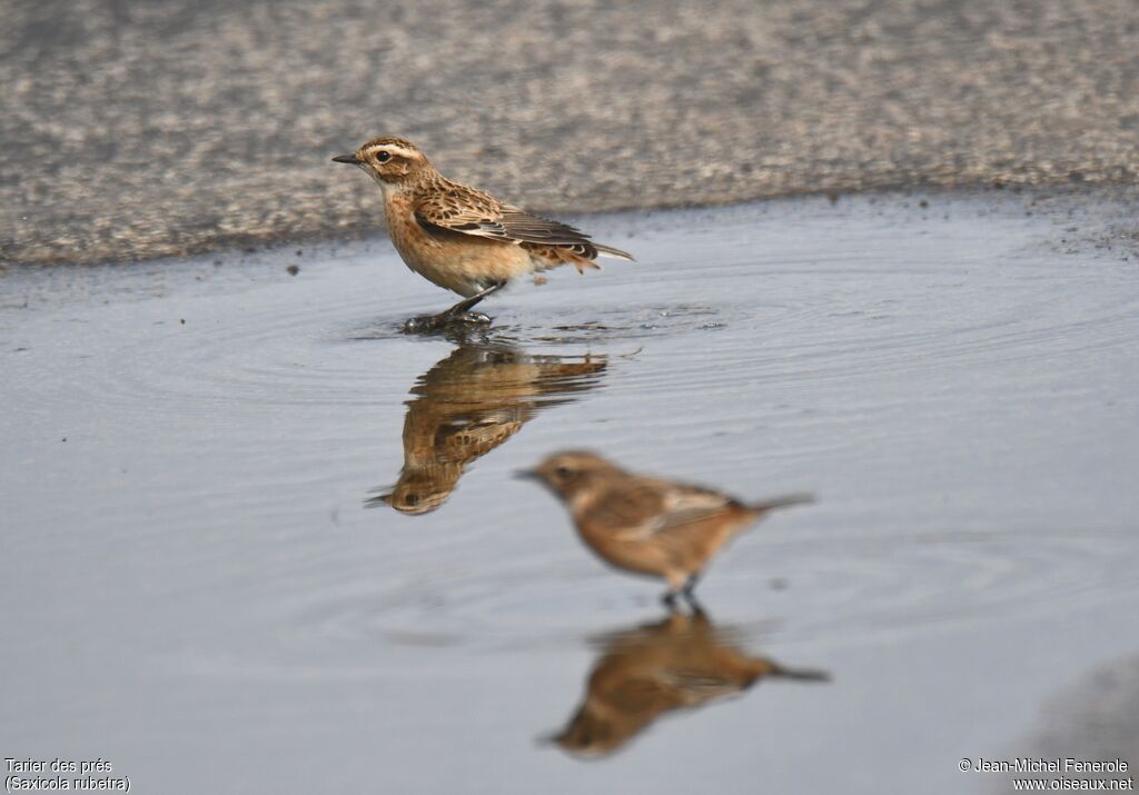 Whinchat