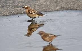 Whinchat