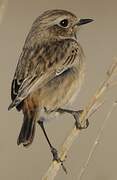 European Stonechat