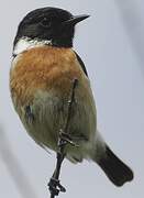 European Stonechat