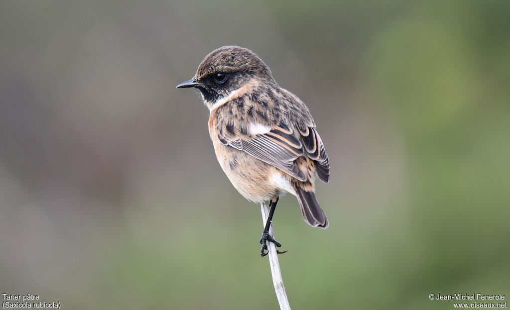 European Stonechat