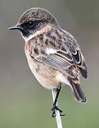 European Stonechat