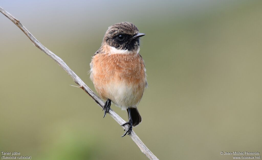 European Stonechat