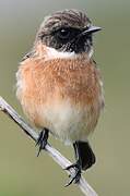 European Stonechat