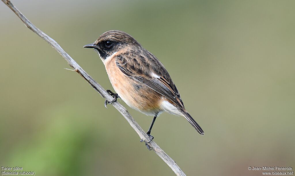 European Stonechat