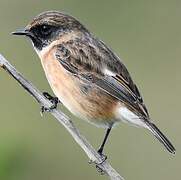 European Stonechat