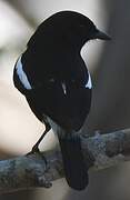 Pied Bush Chat