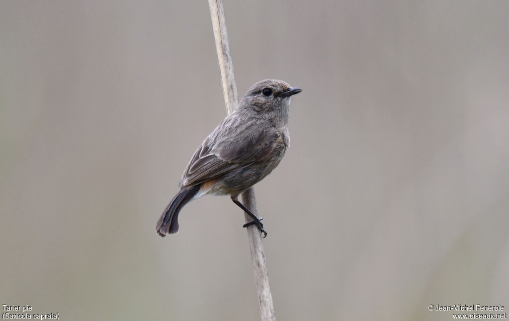 Pied Bush Chat female