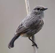 Pied Bush Chat